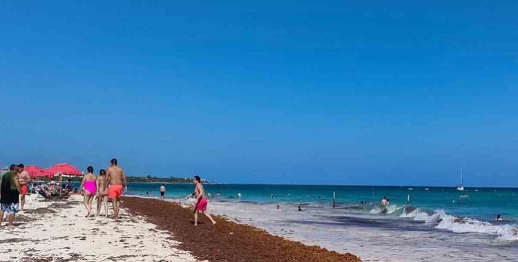 SARGAZO COMIENZA A INVADIR LAS PLAYAS DEL CARIBE MEXICANO