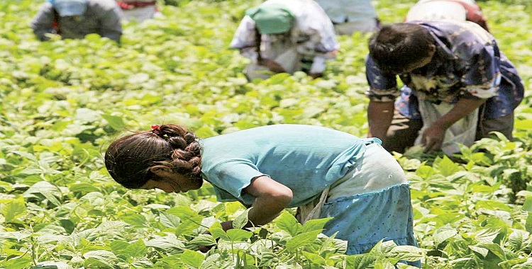 RECONOCEN DERECHOS DE NIÑOS JORNALEROS; SENADO AVALA MINUTA