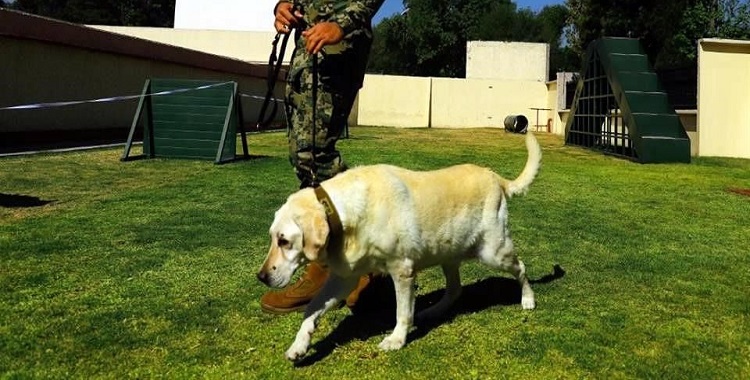 FRIDA, REINA EN DESCANSO