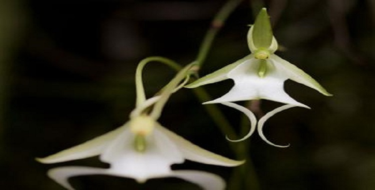  VA ARTISTA EN BUSCA DE ORQUÍDEA FANTASMA