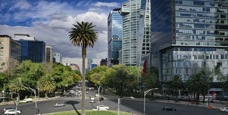 LA CDMX DICE ADIÓS A LA GRAN PALMA DE REFORMA 