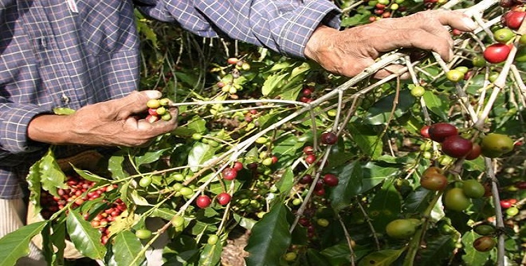 CAMBIAN PRÁCTICAS Y PRODUCEN MEJOR CAFÉ