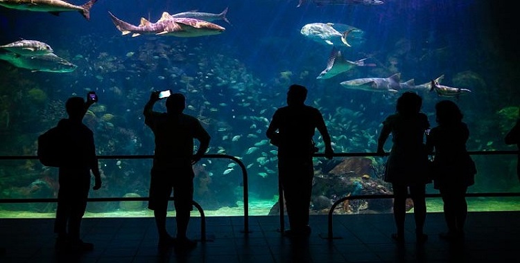 AQUARIUM SERÁ PROPIEDAD DEL GOBIERNO DE VERACRUZ