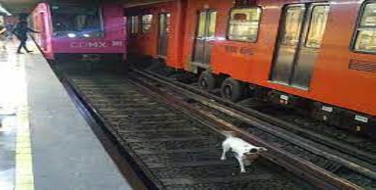 PERRO INTERRUMPE SERVICIO EN LÍNEA 2 DEL METRO 