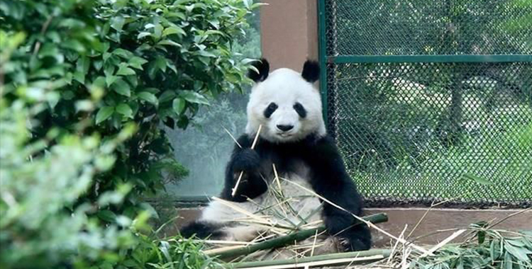 REBASAN PANDAS DE CHAPULTEPEC LA EDAD PROMEDIO DE VIDA