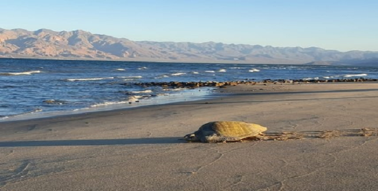 TIENE BAJA CALIFORNIA CON CINCO ESPECIES DE TORTUGAS MARINAS: SEPESCA