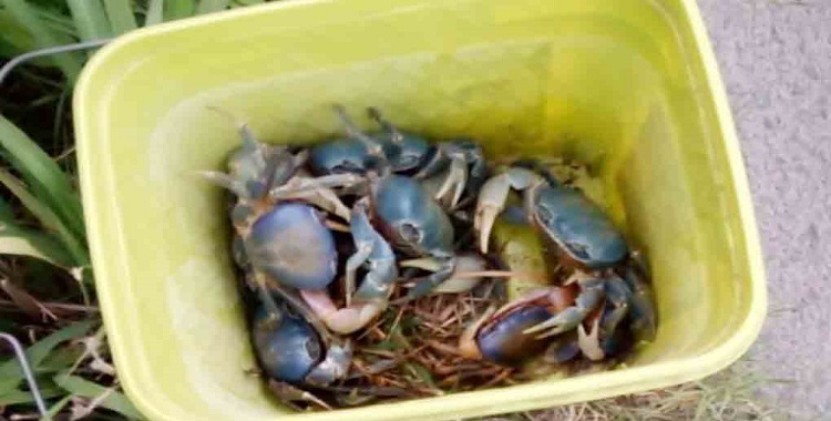 DA INICIO CAMPAÑA DE PROTECCIÓN AL CANGREJO AZUL EN NAUTLA