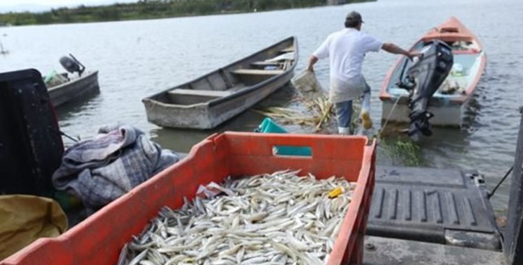 CONTROLAN NARCOS TAMBIÉN LA PESCA EN NOROESTE DE MÉXICO