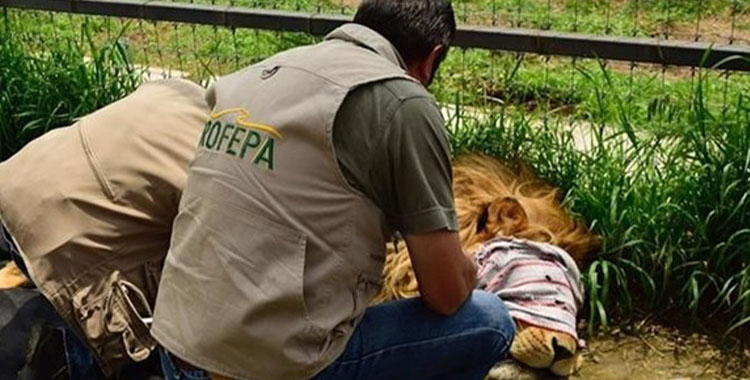 VEN OBSTÁCULOS EN TRASLADOS DE ANIMALES RESCATADOS