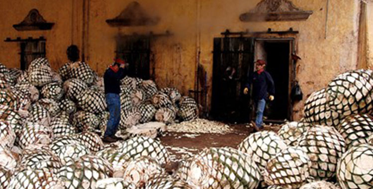 GUÍA PARA UNA ESCAPADA A TEQUILA, JALISCO