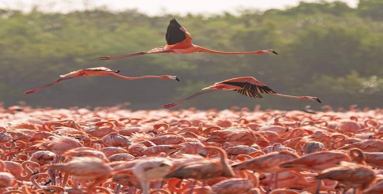 LLEGAN 20 MIL FLAMENCOS AMERICANOS A COSTAS DE YUCATÁN