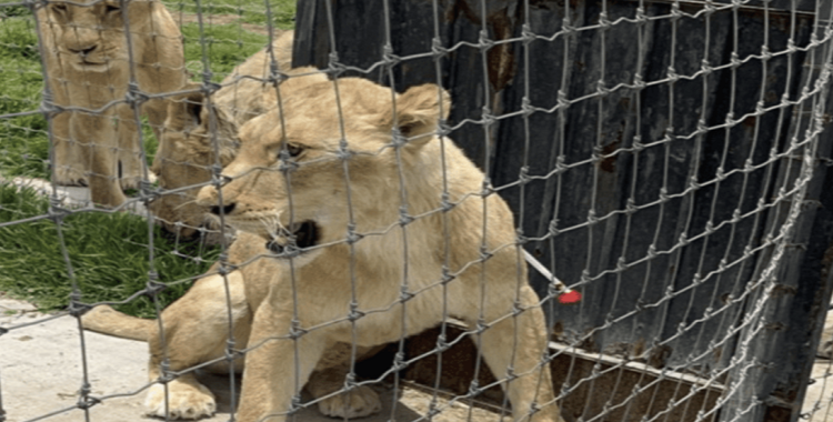 ZOOLÓGICO DE CHAPULTEPEC ACOGE 7 LEONES, UN TIGRE Y 14 PRIMATES