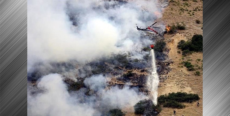 INTENTARON QUEMAR UNA ARAÑA Y TERMINARON EN UN INCENDIO FORESTAL