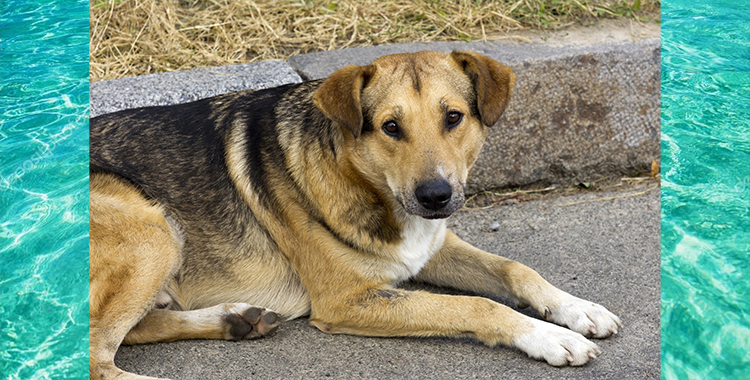 ¿CUÁNTOS PERROS DIVAGAN EN AGUASCALIENTES?