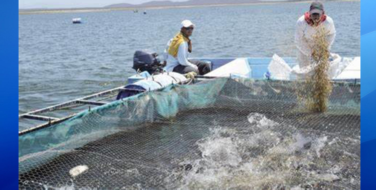 SE RECONOCEN LAS BUENAS PRÁCTICAS DE LA MARICULTURA EN BAJA CALIFORNIA