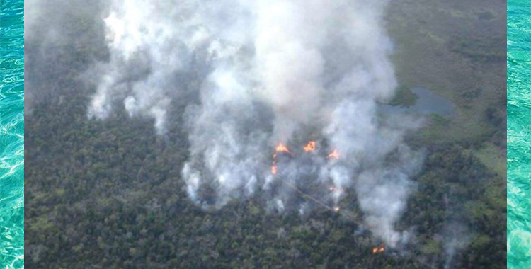 PROVOCAN INCENDIOS PARA LOS PREDIOS Y LOS BOSQUES