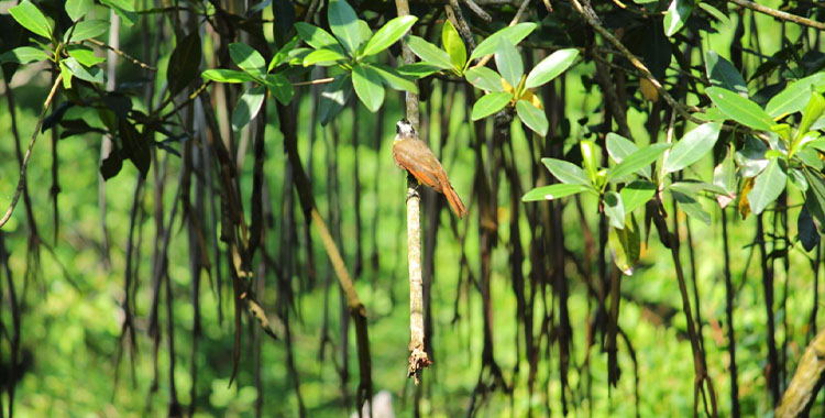 AVE-NTÚRATE, EXPLORA EL ÁREA NATURAL PROTEGIDA ARROYO MORENO