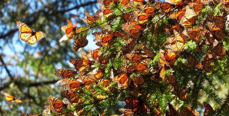 LLEGA MARIPOSAS MONARCAS A SANTUARIOS MEXICANOS