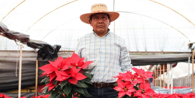 FLORICULTORES INVITAN A COMPRAR NOCHEBUENAS PRODUCIDAS EN SUELO DE CONSERVACIÓN