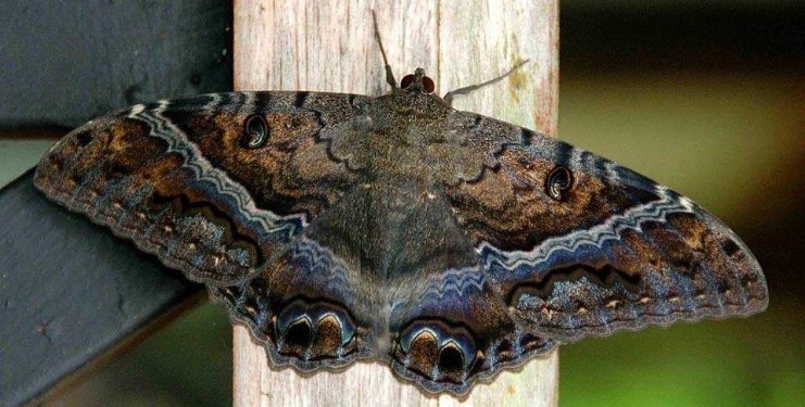 MARIPOSA “DE LA MUERTE”: EL ALMA DE LOS FALLECIDOS PARA LOS ZAPOTECOS