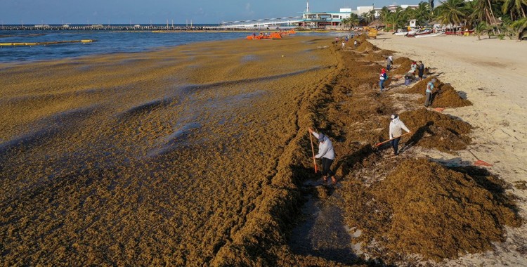 MÁS DE 52 MIL TONELADAS DE SARGAZO RECOLECTADO EN QUINTANA ROO