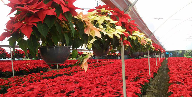 CÓMO CUIDAR LA FLOR DE NOCHEBUENA