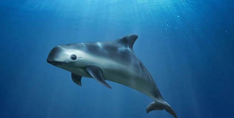 PIDEN ACELERAR ACCIONES PARA EVITAR EXTINCIÓN DE VAQUITA MARINA