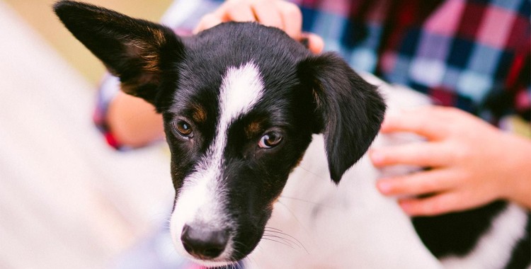 MÁS DE MIL 300 PERROS ADOPTADOS ESTE AÑO EN CENTRO DE CONTROL CANINO