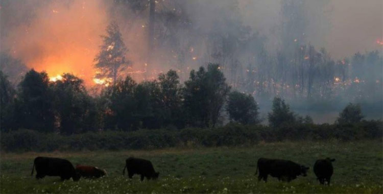 INCENDIO DEVASTA 30 HECTÁREAS EN PICO DE ORIZABA