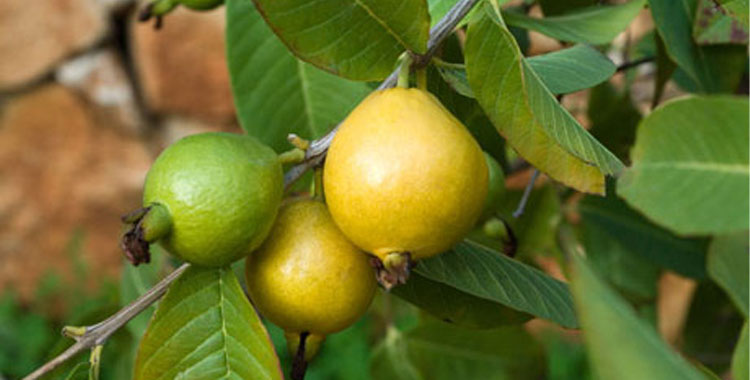 RECTA FINAL PARA EL CULTIVO DE GUAYABA