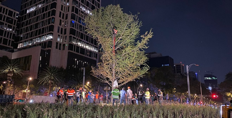 SUSTITUIRÁN AHUEHUETE DE REFORMA 