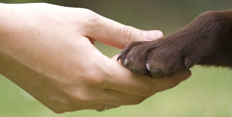 MARCHA ATRÁS A LEY DE BIENESTAR ANIMAL