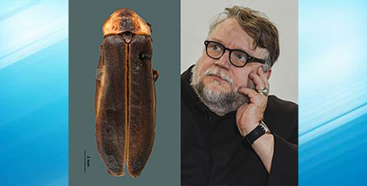 LUCIERNAGA GUILLERMO DEL TORO