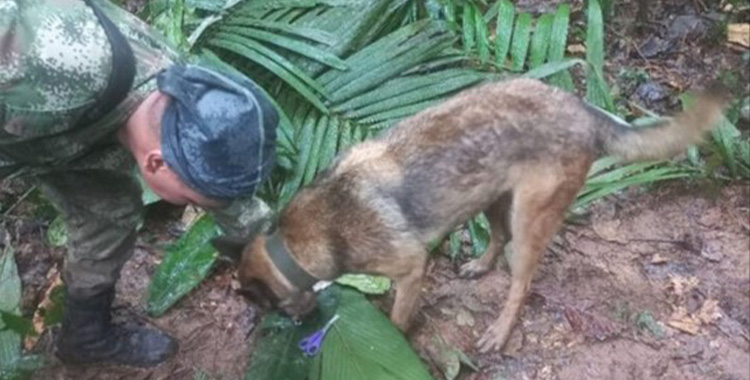 NO ENCUENTRAN A LOS NIÑOS DESAPARECIDOS EN LA SELVA COLOMBIANA