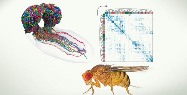 EL PRIMER MAPA DE UN CEREBRO ES “EL INICIO DE UNA REVOLUCIÓN”