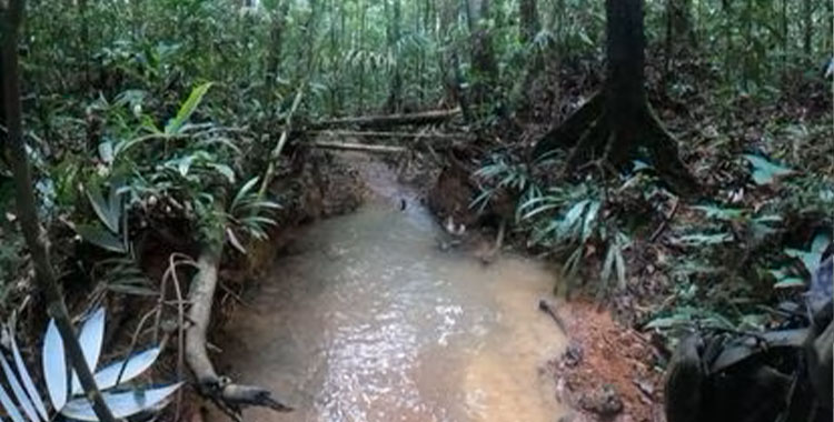 ESTAN VIVOS, LOS NIÑOS PERDIDOS EN EL AMAZONAS