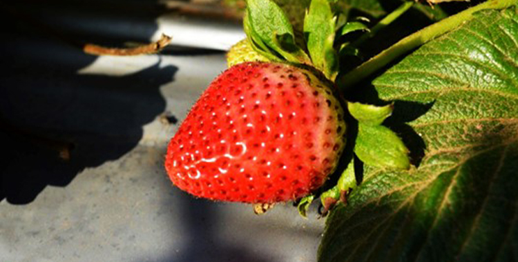 FRESAS DE BC SON SEGURAS