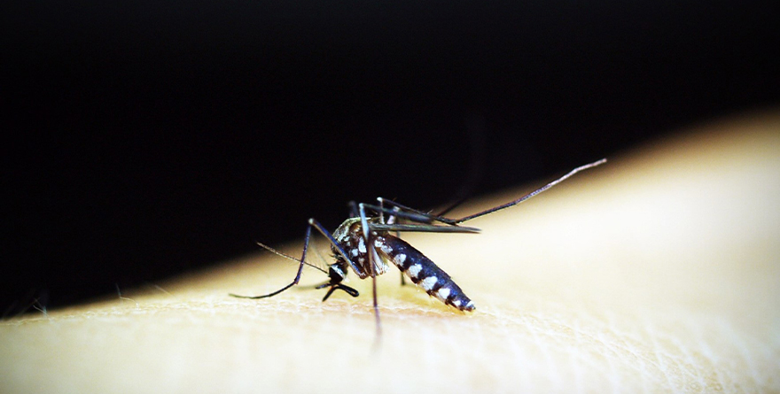 ALERTAN DE DENGUE POR OLAS DE CALOR