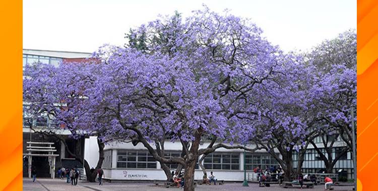 EL ÁRBOL IDÓNEO ES AQUEL QUE CRECE Y SE ADECÚA DE MANERA NATURAL EN SU SITIO DE ORIGEN