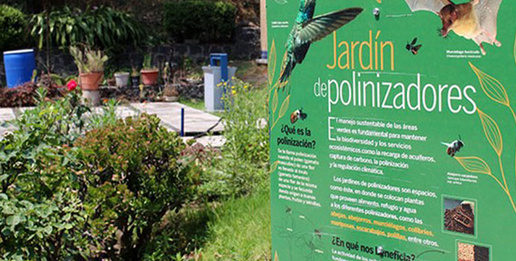 INSTALA LA UNAM JARDINES PARA POLINIZADORES