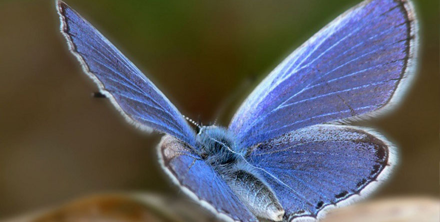 BUSCAN RESUCITAR A UNA MARIPOSA EXTINTA