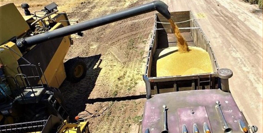 EN EL VALLE DE MEXICALI SE PRODUCEN 253,395 TONELADAS DE TRIGO