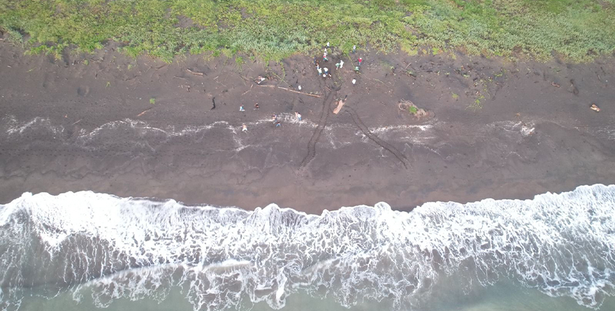 LIBERAN CRÍAS DE TORTUGA MARINA EN NAUTLA