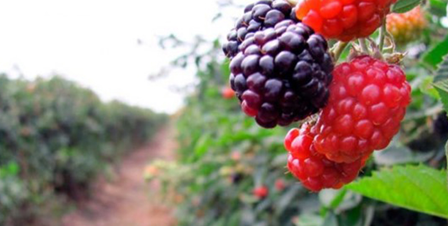 AL 68 % LA COSECHA DE FRUTOS ROJOS EN ZONA COSTA BC