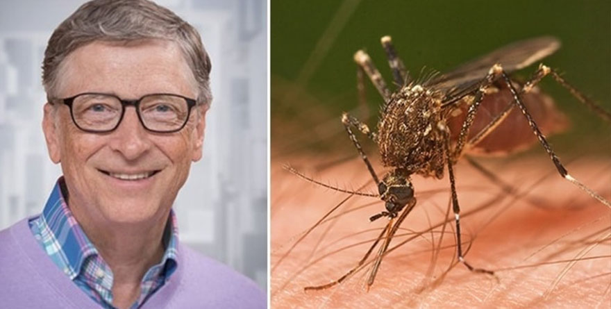 BILL GATES CREA MOSQUITOS Y LOS LIBERA