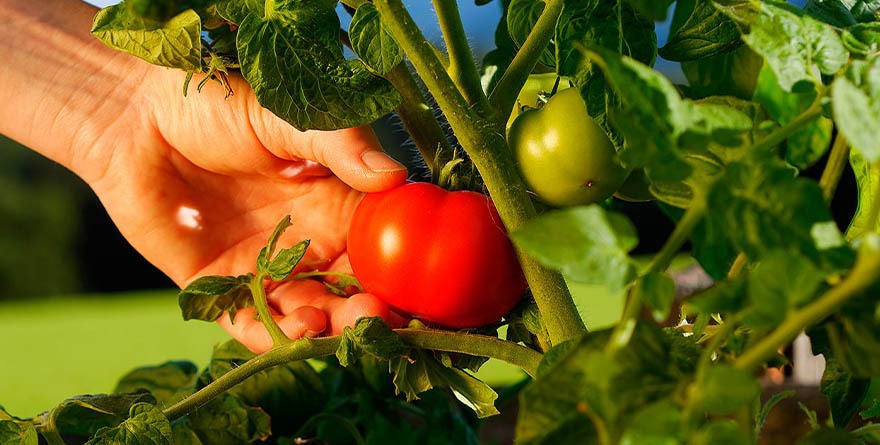 CREA LA UNAM BIOFUNGICIDA PARA PROTEGER AL JITOMATE