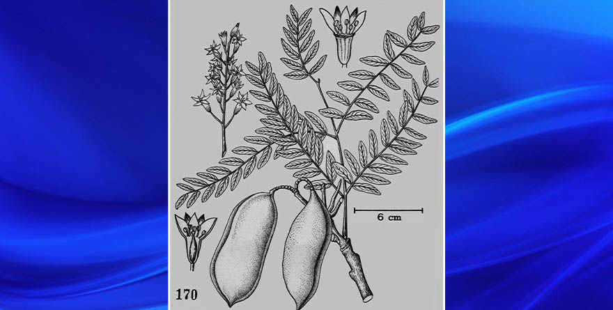 MUESTRAN COLECCIONES DIGITALES POTENCIAL DE CONSERVACIÓN DE PLANTAS EN MESOAMÉRICA