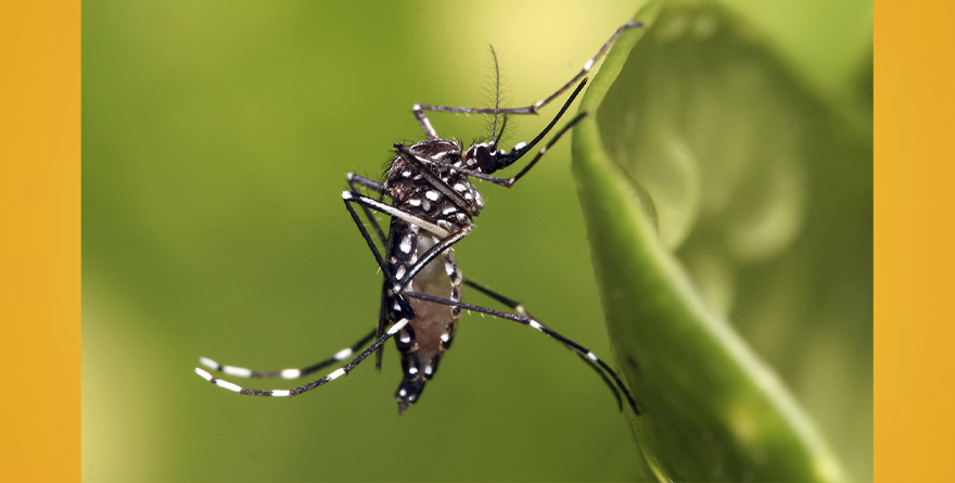 CRECE DENGUE 325% EN UN AÑO