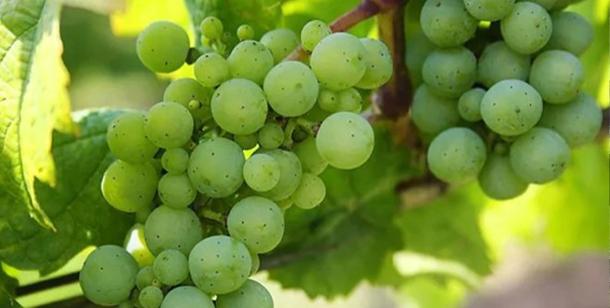 LAS UVAS EL FIN DE AÑO