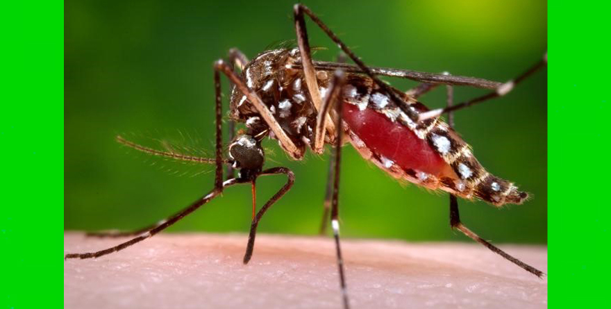 IMPARABLE EL DENGUE CON SIGNOS DE ALARMA EN JALISCO